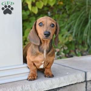 Ryan, Dachshund Puppy
